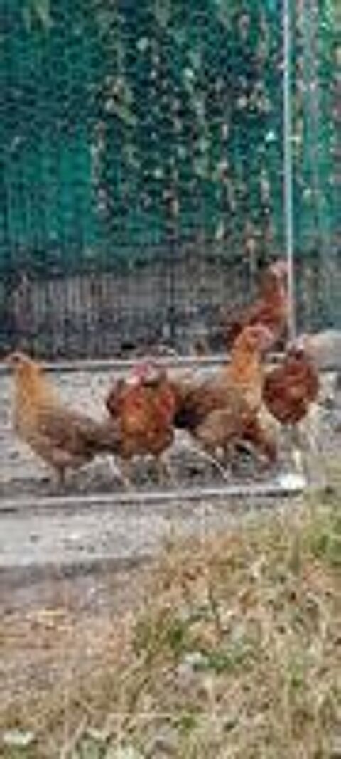   poulets 