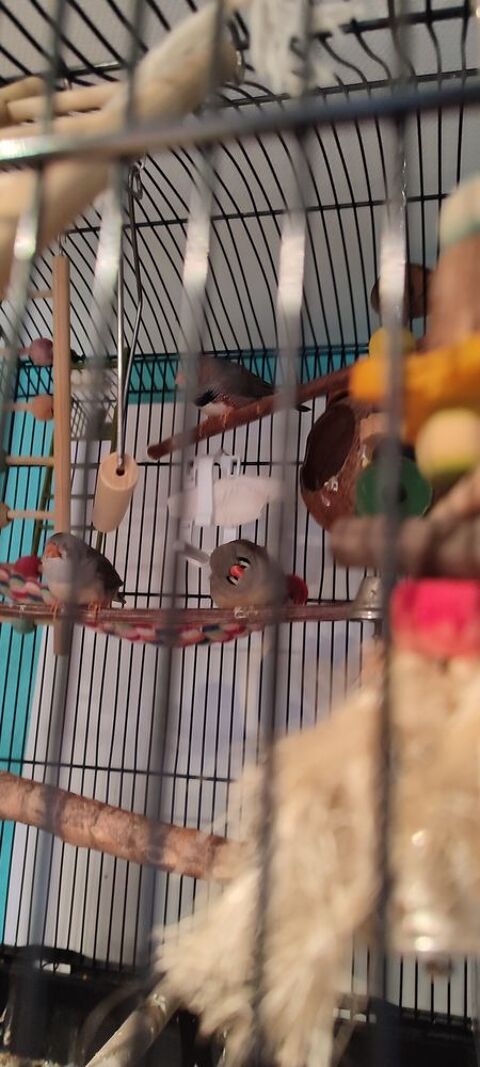 cage plus mandarins 60 67115 Plobsheim