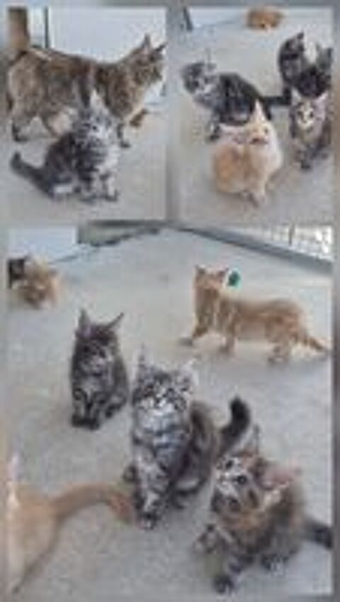   MAINE COON LOOF LABEL OR 