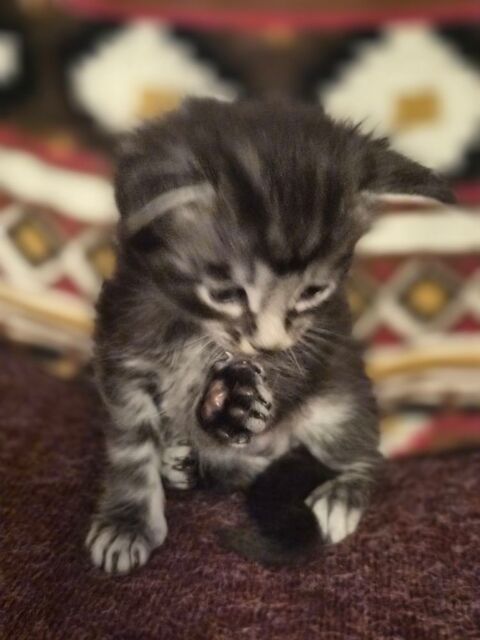 Magnifique B&eacute;b&eacute; Maine Coon m&acirc;le Black Silver 1000 77300 Fontainebleau