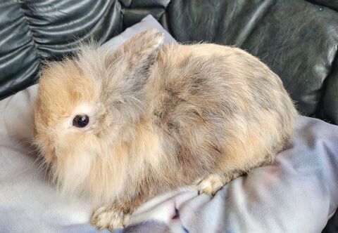 lapins nains 30 50220 Marcilly