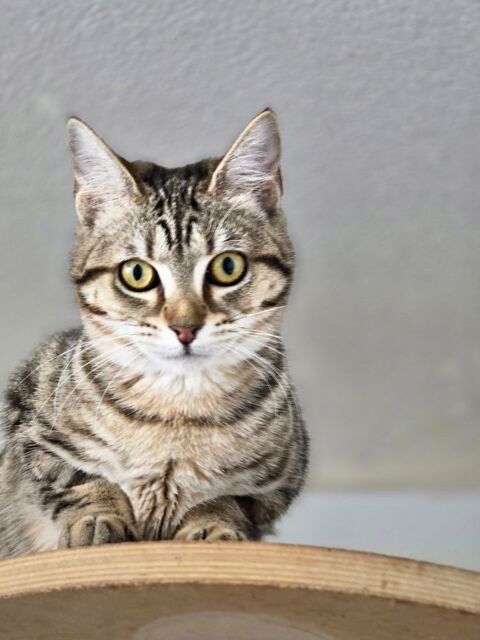 VELVET 210 76220 Ferri�res-en-bray