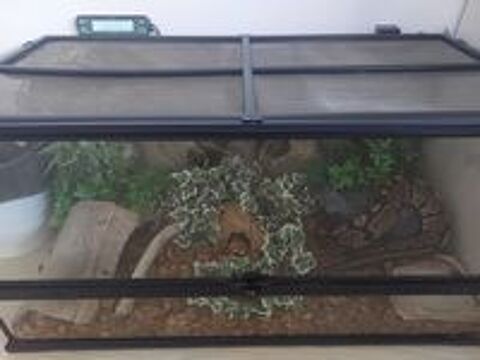   Serpent avec terrarium et équipements 