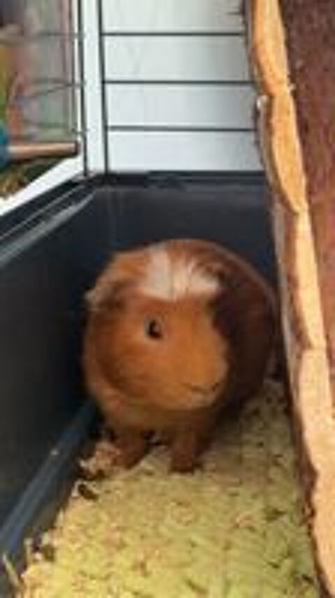   Cochon d'inde male en ! 