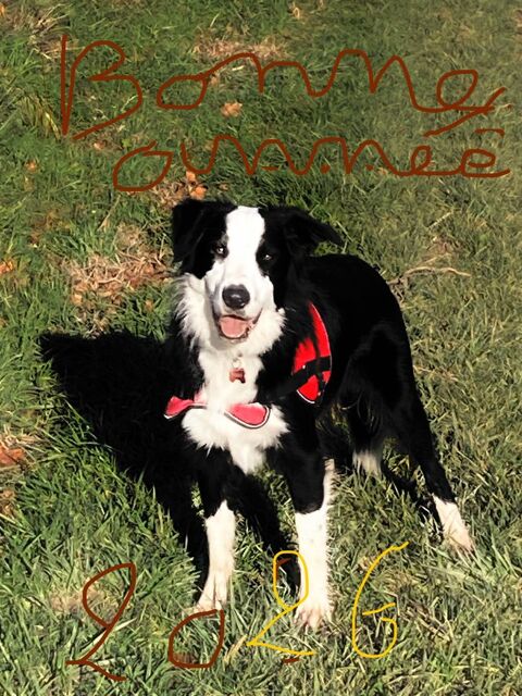 Border collie / Berger Australien 12 mois 250 81390 Saint-gauzens