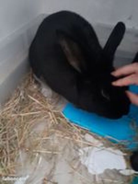   Lapin fermier mâle de 2 ans 
