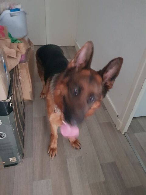 Don-Gratuit chien contre tr&egrave;s bon-soin a une personne seul. 0 38000 Grenoble