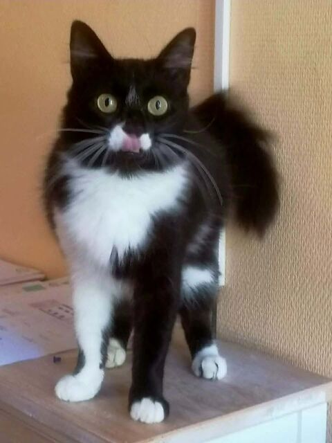 Alice adorable chatte 1 an poils mi longs caline a adopter 140 11000 Carcassonne