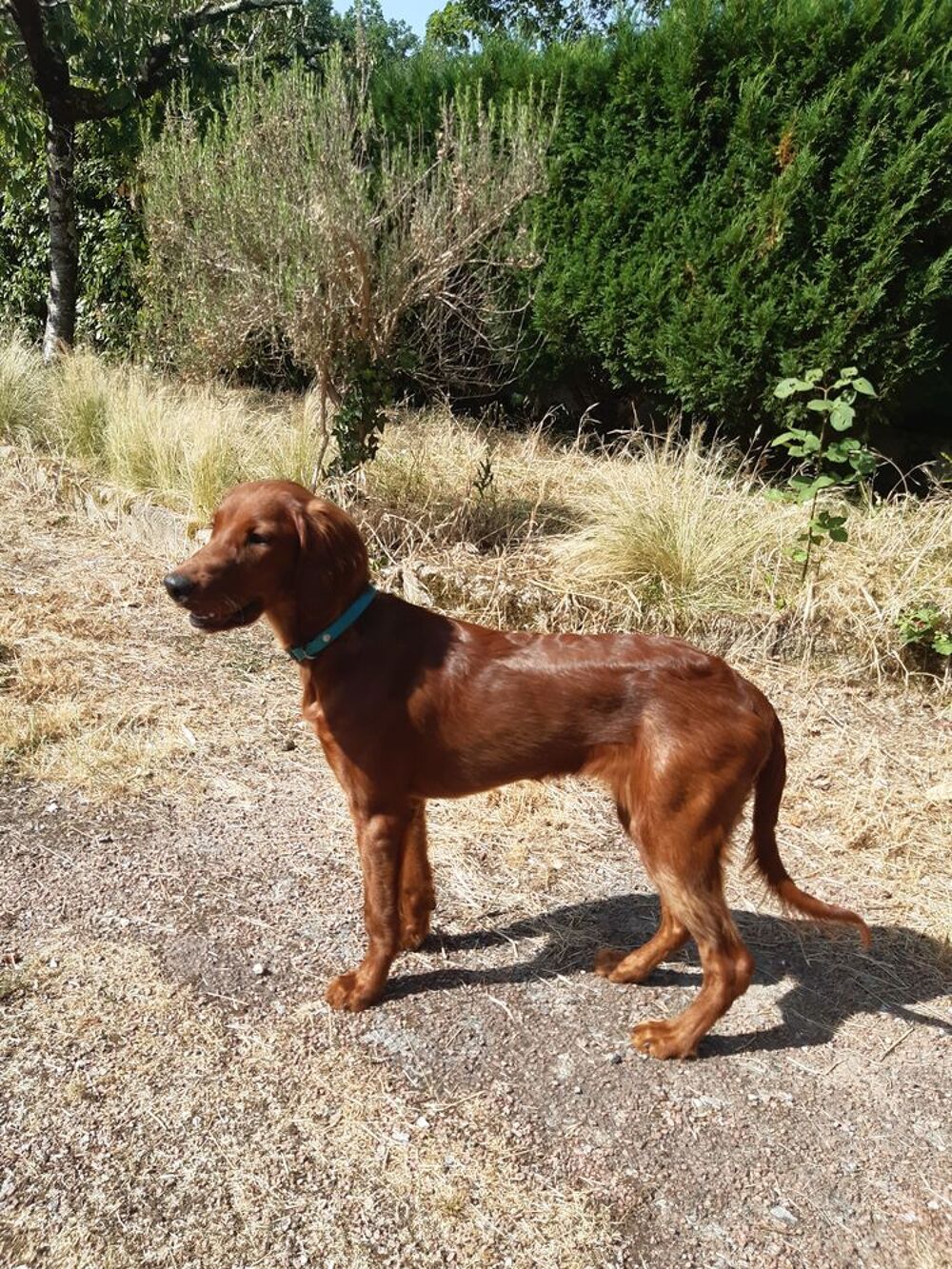   chiot setter irlandais 