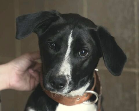 AMANDA 320 27620 Gasny