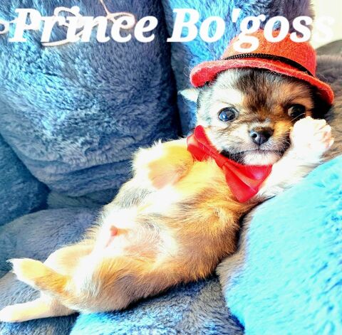 SUPERBES CHIOTS CHIHUAHUAS MINIATURES 1200 33000 Bordeaux