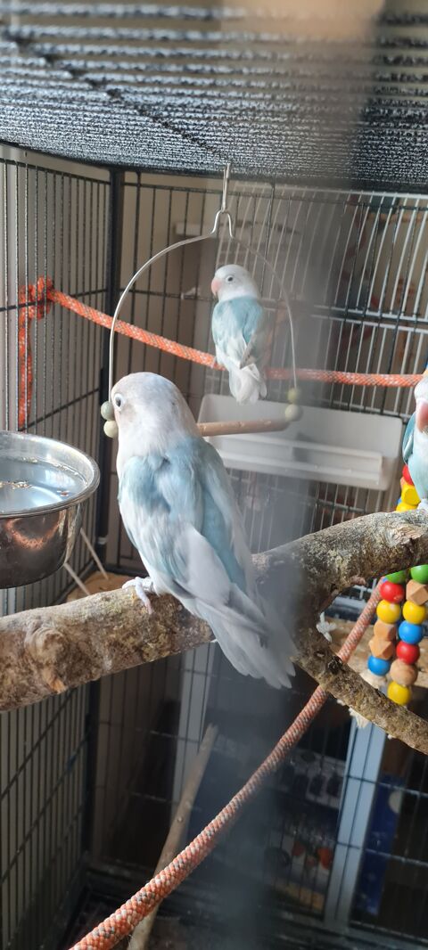 Inseparable agapornis 40 83340 Le cannet-des-maures