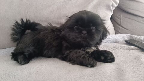 1 magnifique mâle Shih Tzu noir 1000 24130 Le fleix