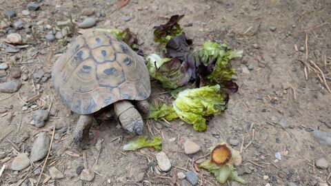  tortue d'hermann male 200 31600 Seysses
