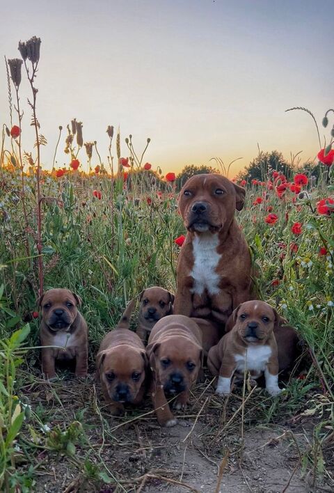 Staffie chiots 1500 67730 Ch�tenois