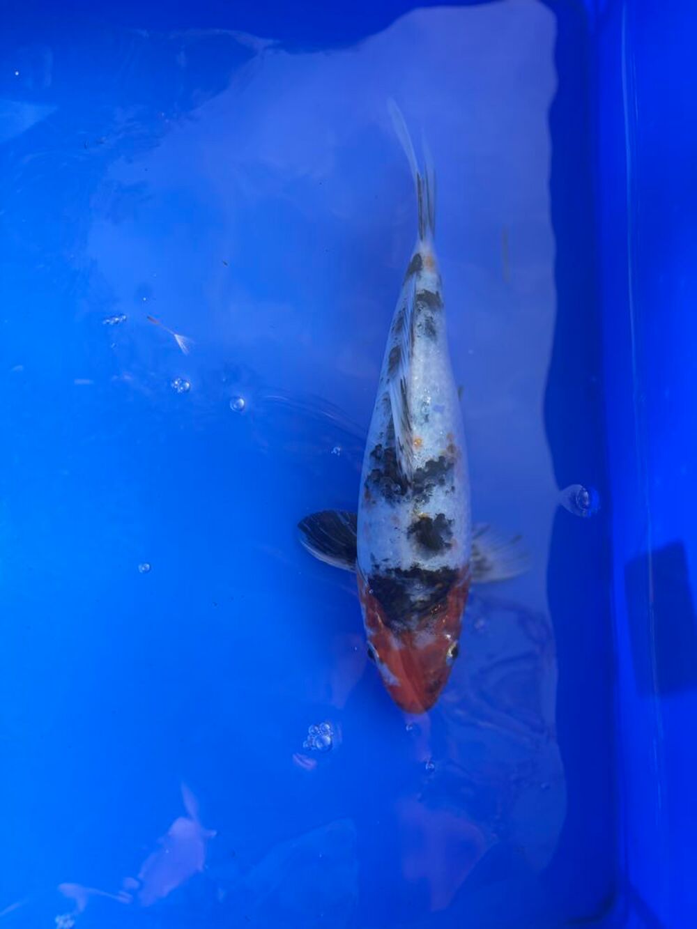   Carpe koi japonais  