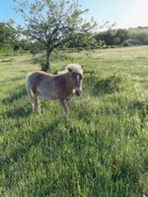   petit poney shetland 
