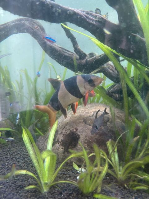 Poissons 0 56130 Th�hillac