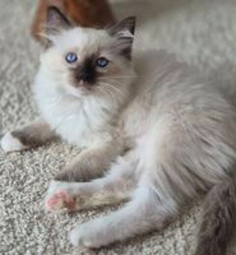   Magnifiques Chatons Ragdoll Mâles LOOF ?  