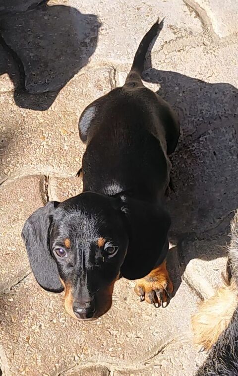 teckel nain poil ras 2200 27720 Dangu