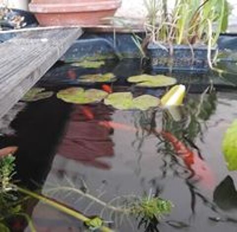   Donne petits poissons de bassin 