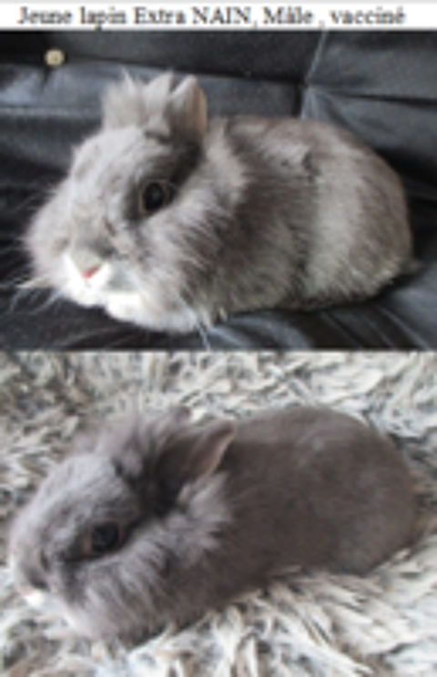   jeune lapin TOY, M�le ou femelle 