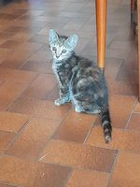   Don 2 chatons. 