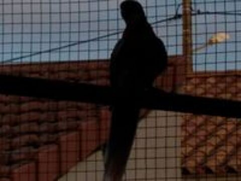   Omnicolore opaline dor� b19 