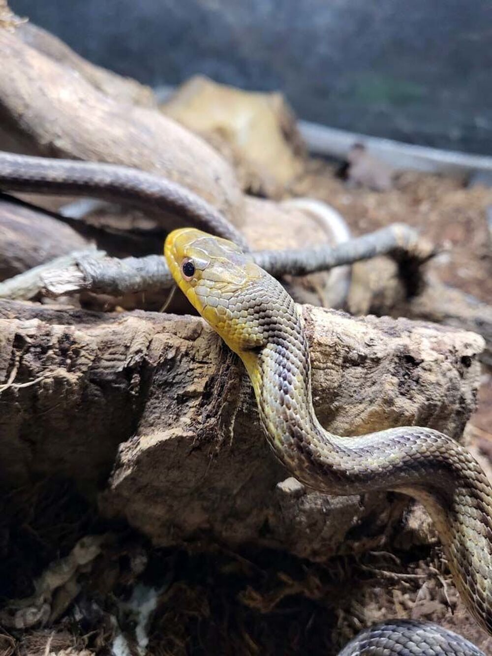   SOORO, magnifique Serpent des bls  Pantherophis Guttarus x bairdi  adopter via l'association UMA 
