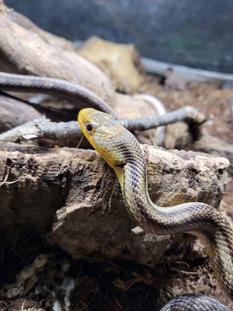 SOORO, magnifique Serpent des blés  Pantherophis Guttarus x bairdi à adopter via l'association UMA 20 56220 Peillac
