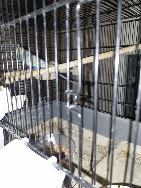 Perruche ondullee 12 17260 G�mozac