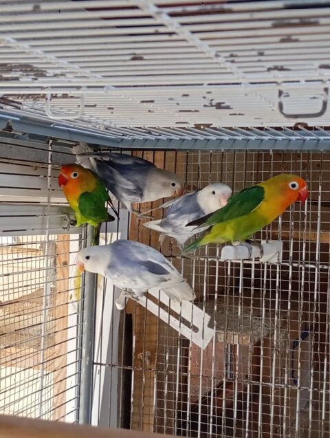 Inseparable Fischer et personata 25 62340 Andres