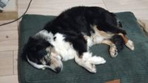   Donne chien contre bons soins 