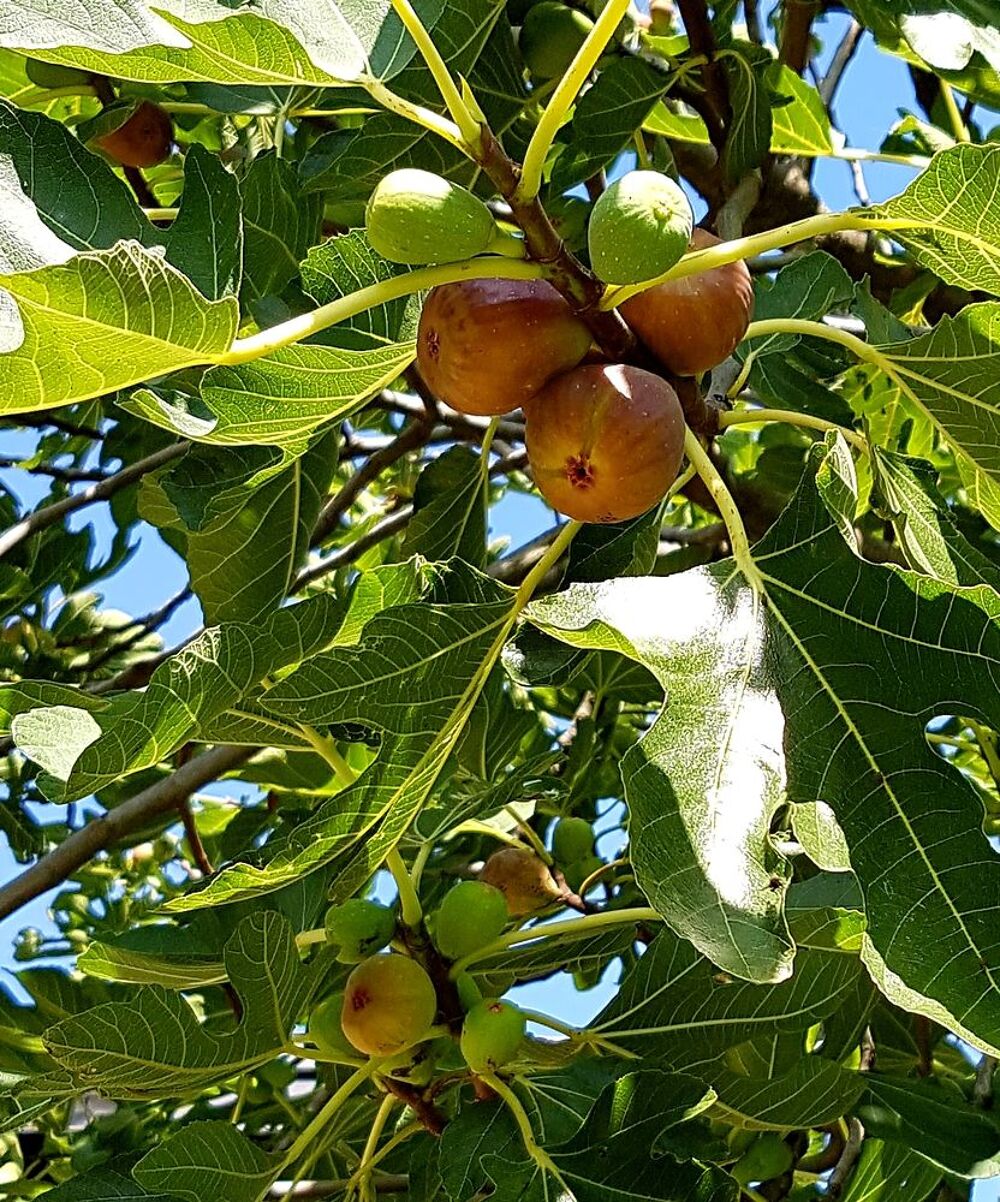 &eacute;change figues contre pommes non trait&eacute;es pour compote. Jardin