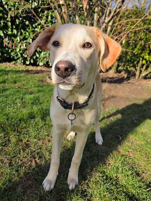 Grenache, m&acirc;le berger, n&eacute; le 14/07/2025 🐶 300 60000 Allonne