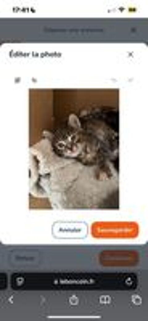   Chatons   vendre 