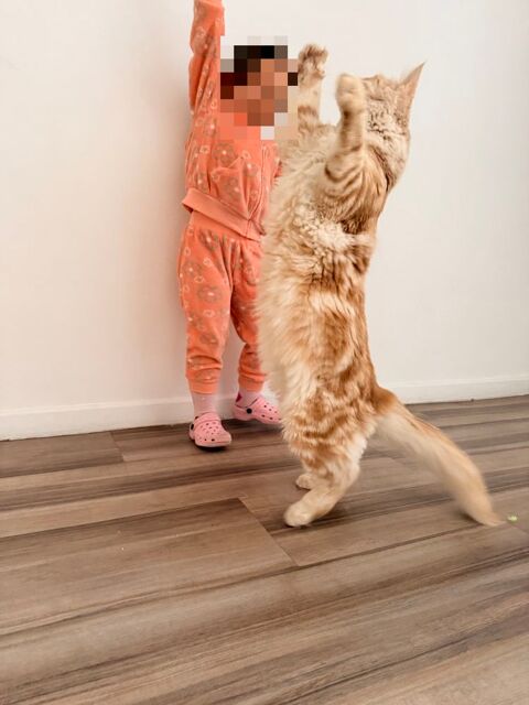 Chat Maine Coon / Norv&eacute;gien 550 05100 Brian�on