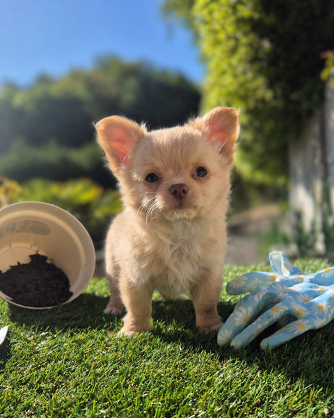 Chiots pomchi poils longs 900 27500 Pont-audemer