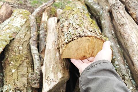 Bois sec 50 Villemomble (93)