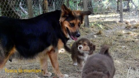 Chiots Bergers Australiens 0 56330 Pluvigner