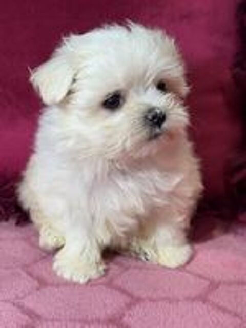   Magnifiques chiots bichon maltais  