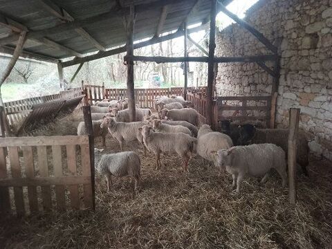 brebis rustiques 3700 24560 Issigeac