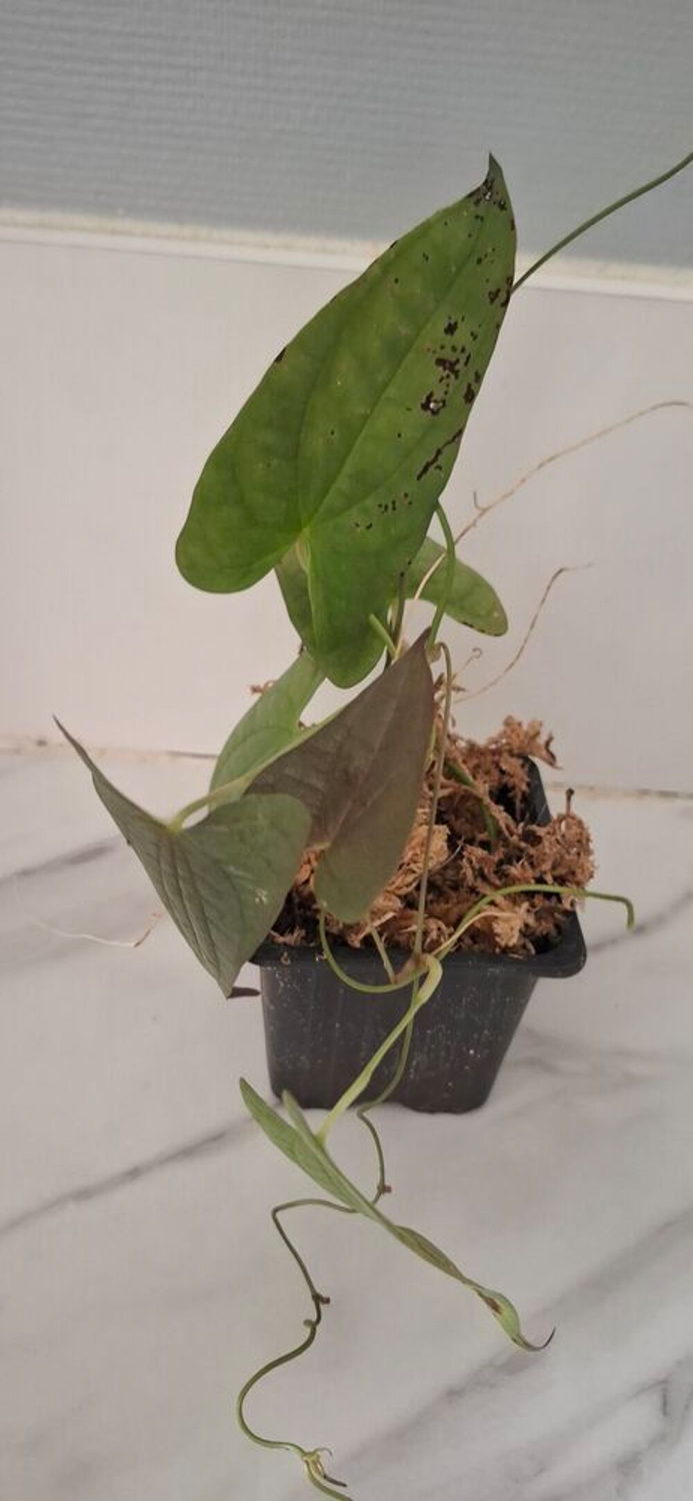 Dioscorea sp indo Décoration