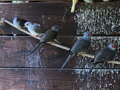 colombes diamant 10 71240 Sennecey-le-grand