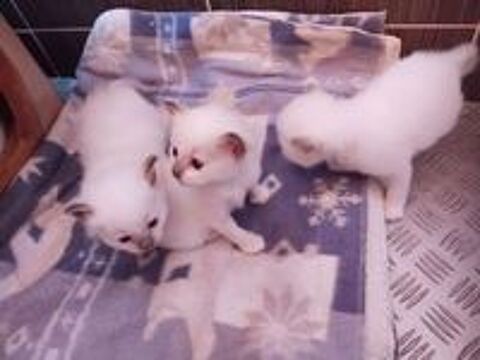  Chatons Sacré de Birmanie LOOF a réserver 