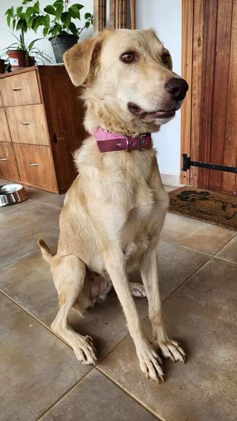 Suzie la belle et douce louloute 350 45410 Artenay