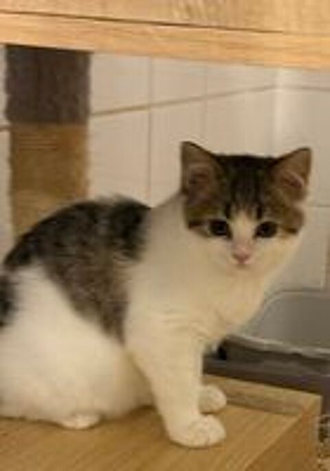   bristish shorthair femelle  