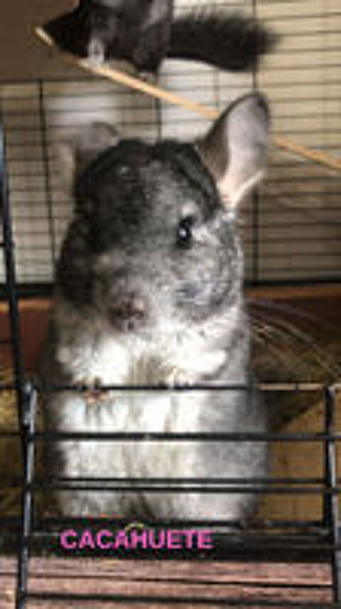   3 chinchillas ? déménagement 