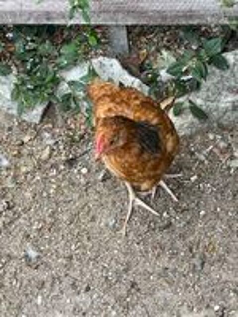   Jeunes poules  