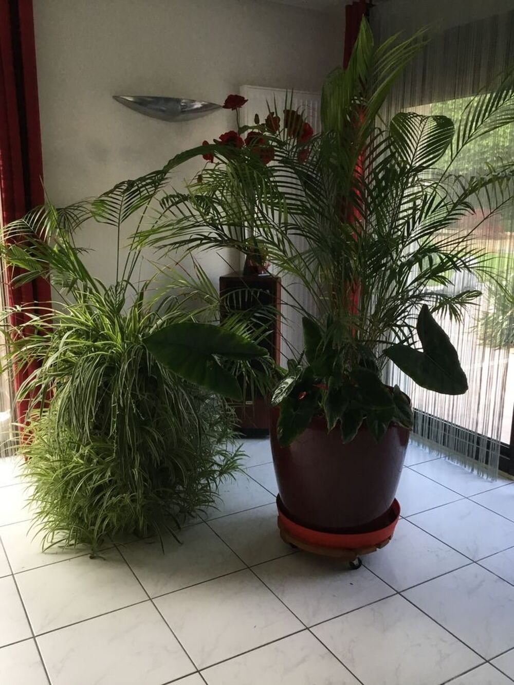Plante verte avec pots XXL diam&egrave;tre 60cm hauteur 60cm hauteu Jardin